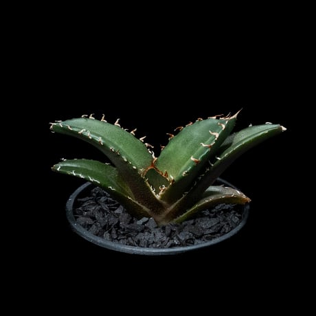 アガベ チタノタ 白鯨 / Agave titanota ‘White Whale’ #56