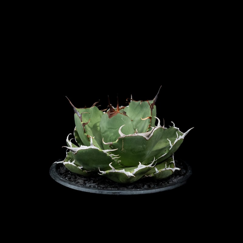 A-73 アガベ チタノタ 柊月 鉢ごと メルカリ便発送 アガベ チタノタ 柊月 - メルカリ