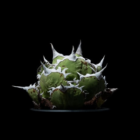 アガベ チタノタ 白排刺 大鋼牙 / Agave titanota ‘Chain’ #1