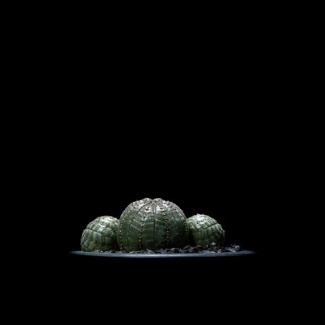 ユーフォルビア オベサ [多頭タイプ] / Euphorbia obesa f.caespitosa #9