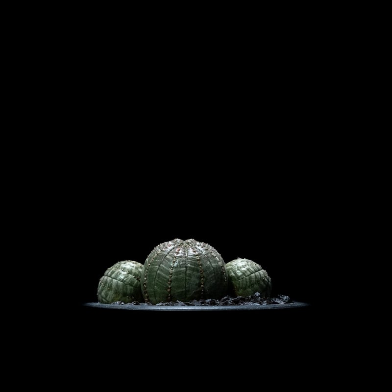激レア 希少 多頭 選抜 ユーフォルビア オベサ Euphorbia obesa 2024年7月入荷>ユーフォルビア オベサ | Euphorbia obesa