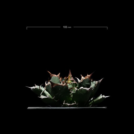 アガベ チタノタ 姫厳竜 / Agave titanota ‘Dwarf’