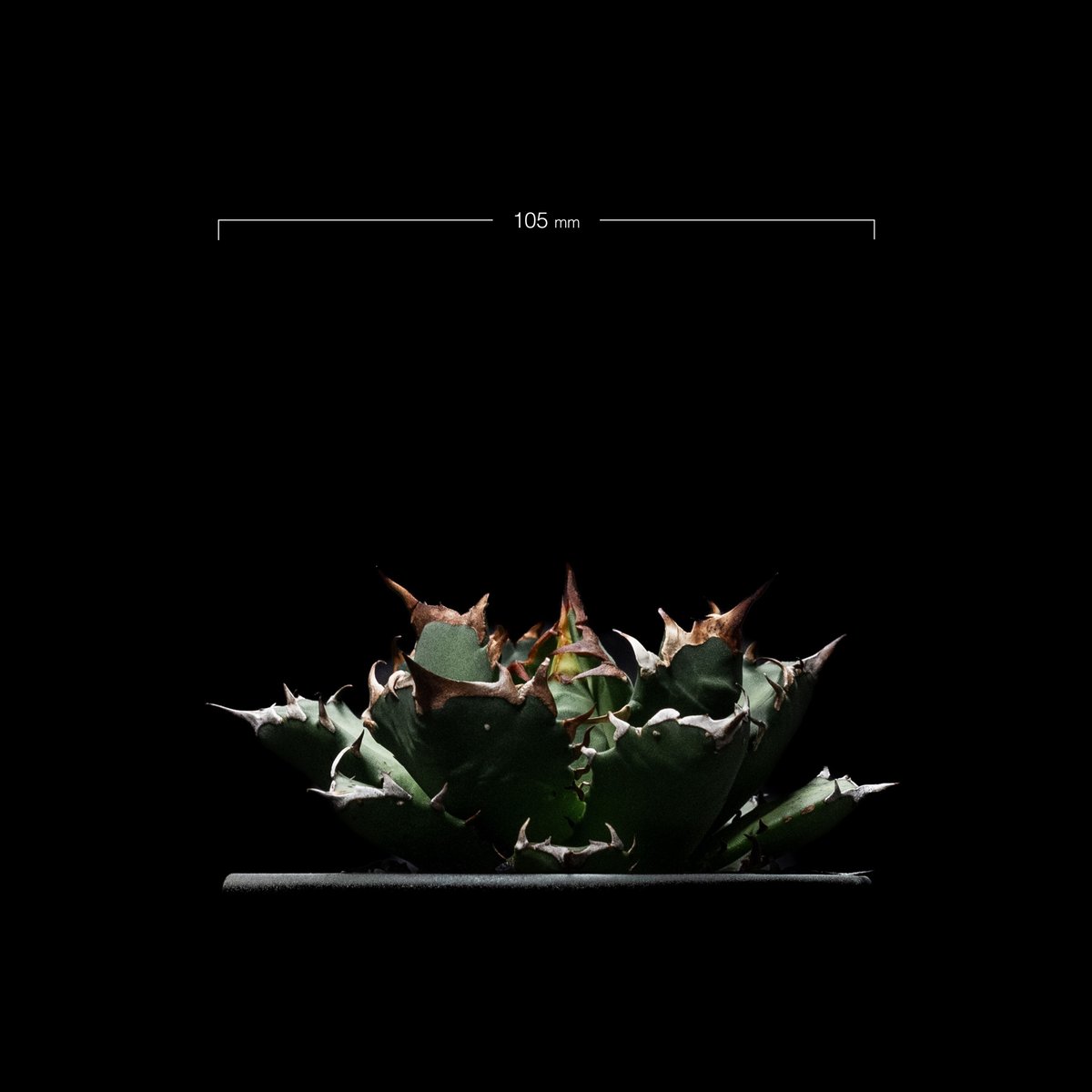 アガベ　チタノタ　姫厳竜　valiem アガベ チタノタ 姫巌竜 肉厚 良型 Agave Titanota 'Dwarf