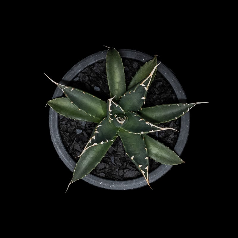 ③アガベ 氷山 陶器鉢植え ③アガベ 氷山 陶器鉢植え 【公式通販】