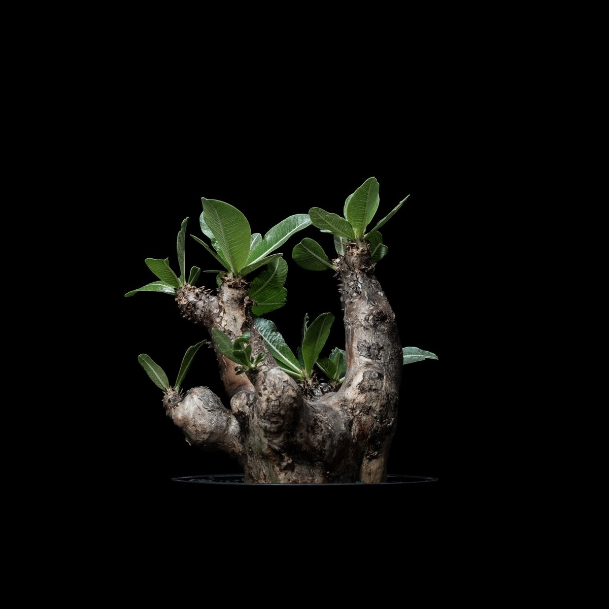 パキポディウム エニグマティクム / Pachypodium enigmaticum #1 |