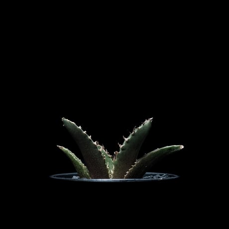 アガベ チタノタ 白鯨 / Agave titanota ‘White Whale’ #16