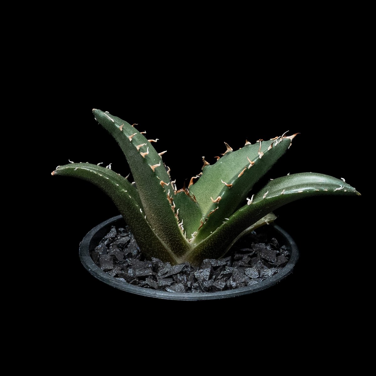 アガベ チタノタ 白鯨 / Agave titanota 'White Whale' #47