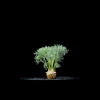 モンソニア ペニクリナム / Monsonia peniculina #13