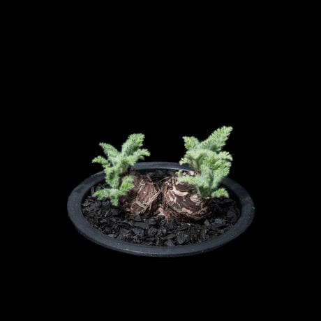 ペラルゴニウム アッペンディクラツム / Pelargonium appendiculatum #3