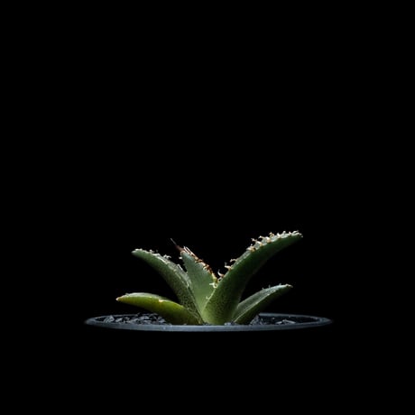 アガベ チタノタ シーザー / Agave titanota ‘Caesar’ #38