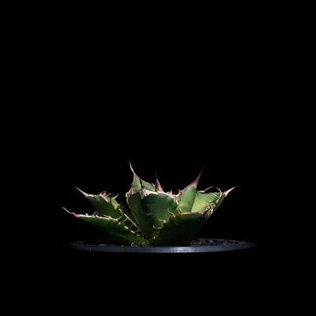 アガベ チタノタ 黒桃 (カキ仔) / Agave titanota ‘Spade’ #4