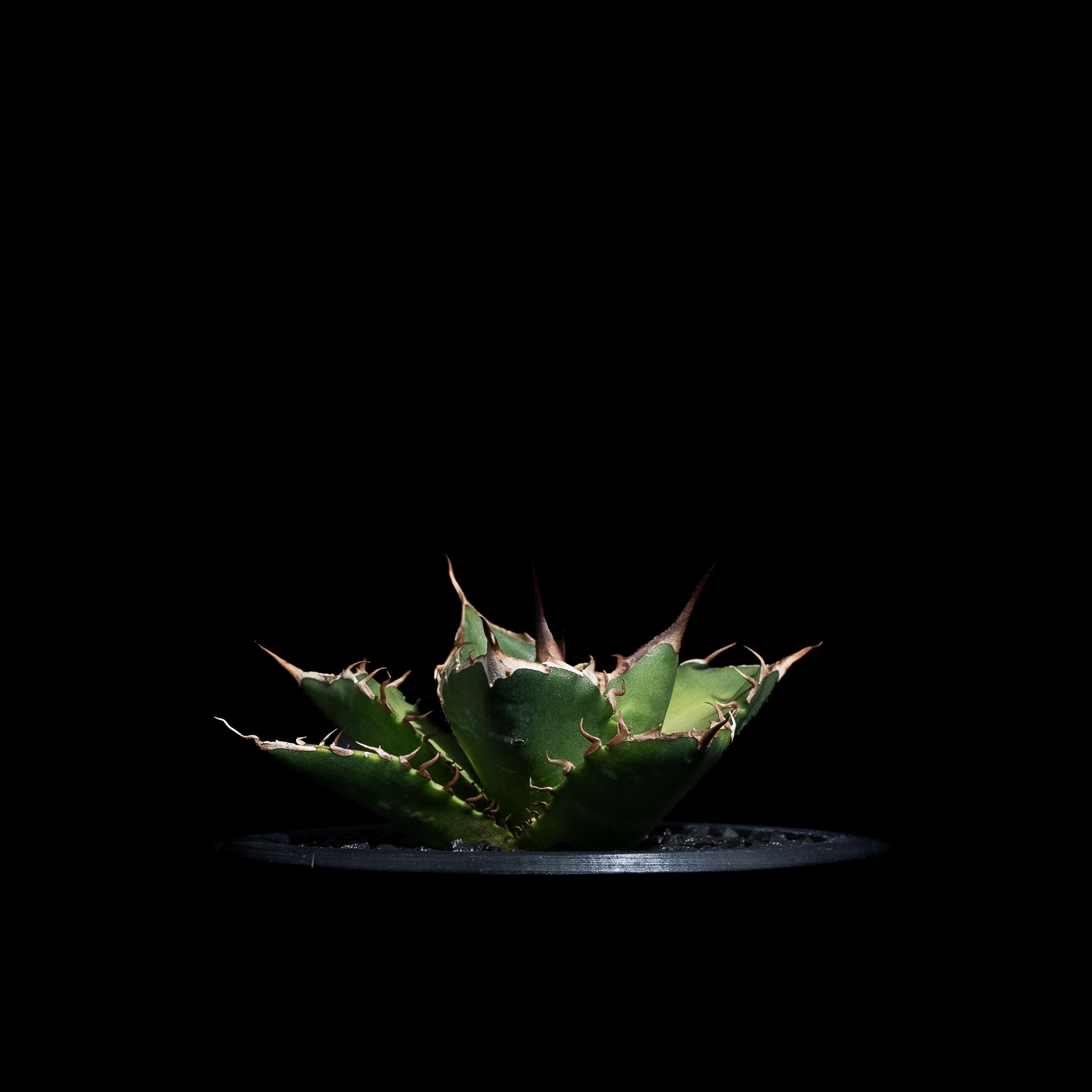 アガベ チタノタ 黒桃 (カキ仔) / Agave titanota 'Spade' #4 |