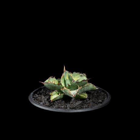 化粧石 黒燻淡路瓦(黒燻玉) ガラスボトル入 細粒(2~5mm)