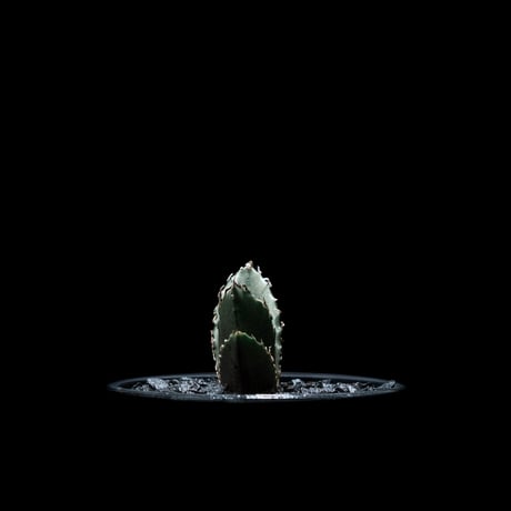 アガベ チタノタ 白鯨 / Agave titanota ‘White Whale’ #18