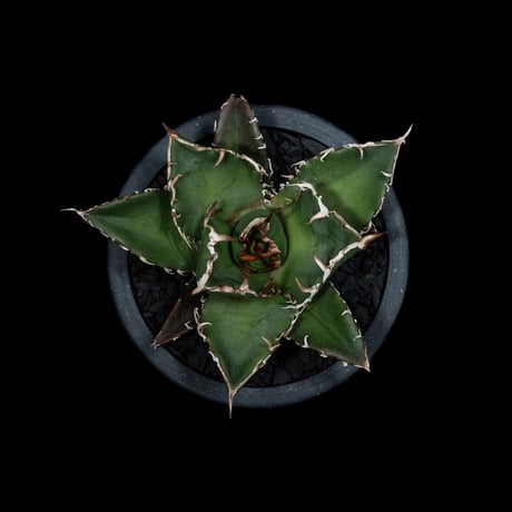 アガベ チタノタ 白鯨 / Agave titanota ‘White Whale’ #10