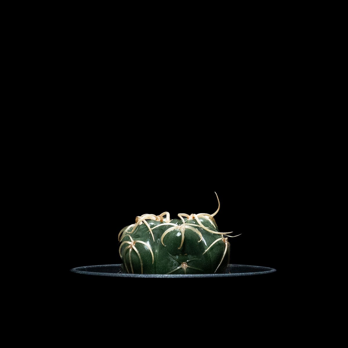 ギムノカリキウム 海王丸 / Gymnocalycium denudatum 'Kaioum