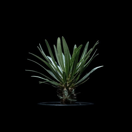 パキポディウム グラキリス / Pachypodium rosulatum var. gracilius #40