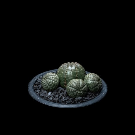 ユーフォルビア オベサ [多頭タイプ] / Euphorbia obesa f.caespitosa #9