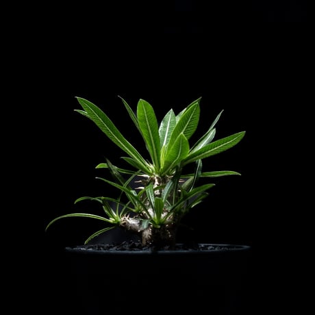 パキポディウム デンシカウレ / Pachypodium densicaule #3