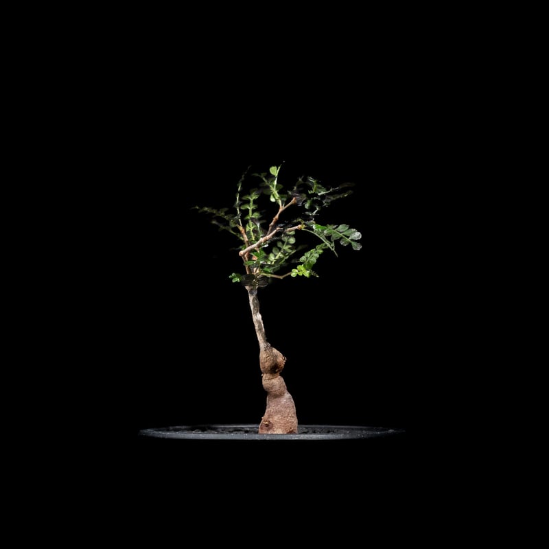 オペルクリカリア パキプス / Operculicarya pachypus #36 | D