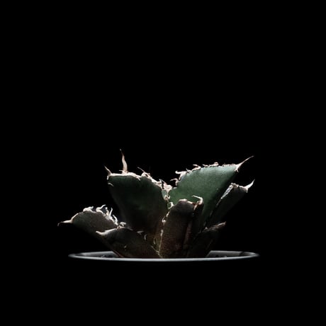 アガベ チタノタ 白鯨 / Agave titanota ‘White Whale’ #3
