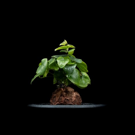 ディオスコレア 亀甲竜 / Dioscorea elephantipes #2