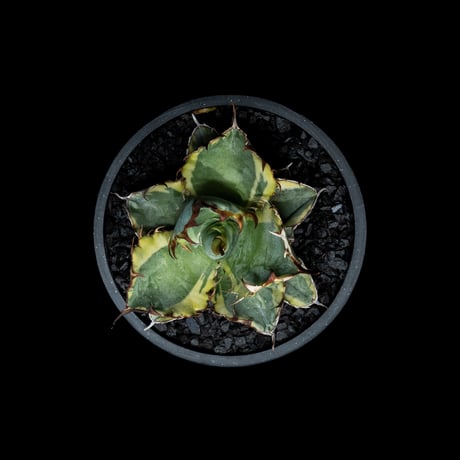 アガベ チタノタ ブルーダイヤモンド / Agave titanota ‘Blue Diamond’ #1