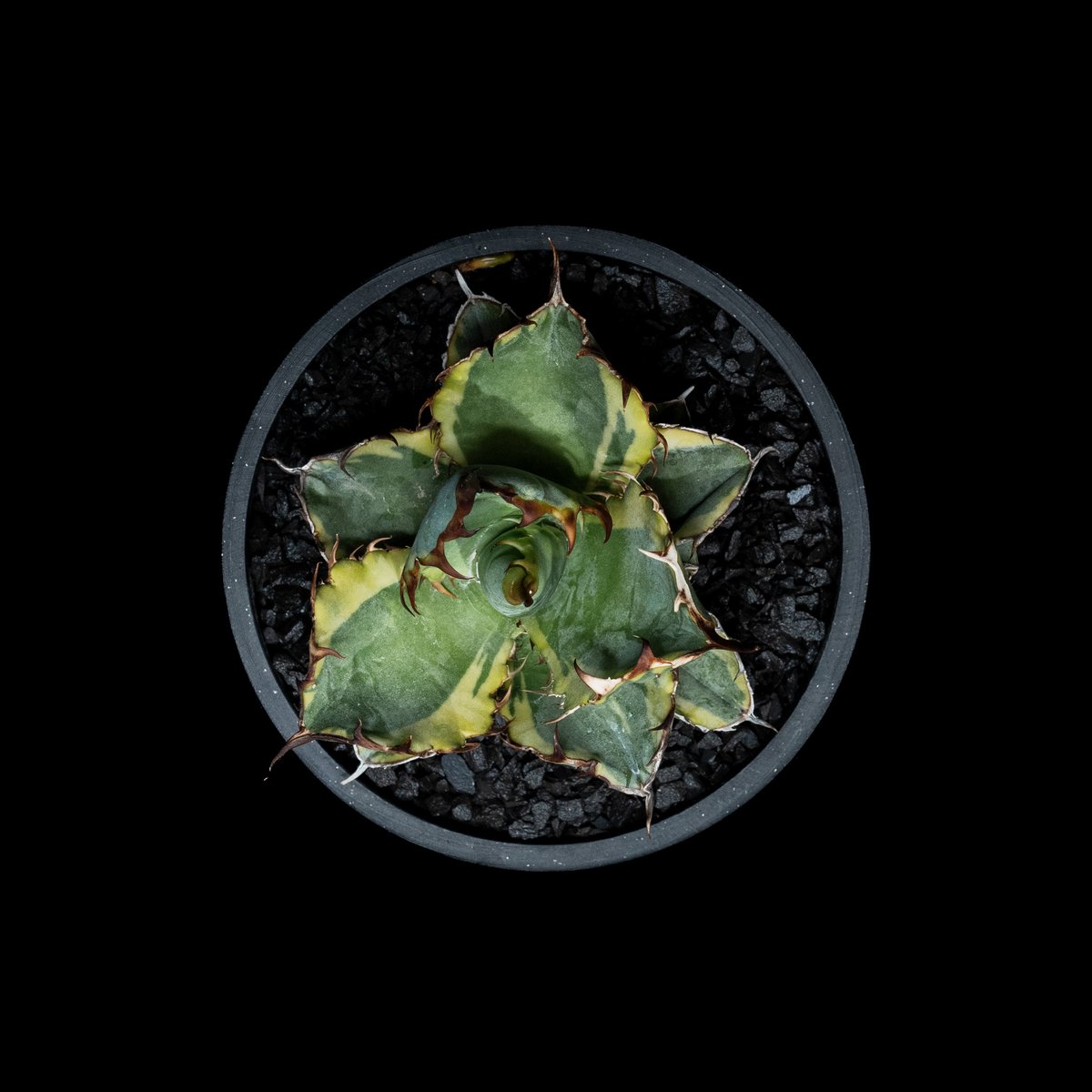 アガベ チタノタ ブルーダイヤモンド / Agave titanota 'Blue Diamo