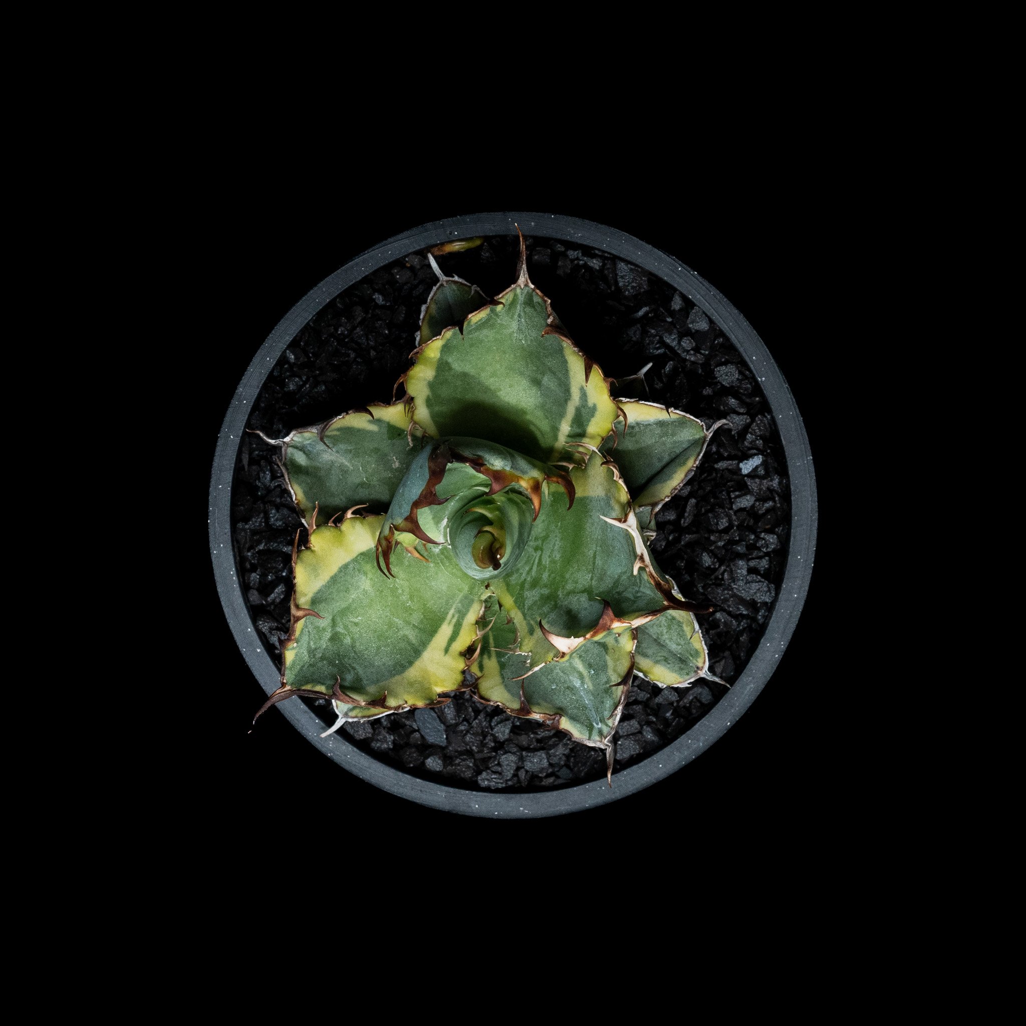 アガベ チタノタ ブルーダイヤモンド / Agave titanota 'Blue Diamo