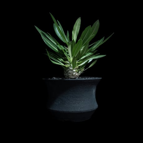 パキポディウム マカイエンセ / Pachypodium makayense #4