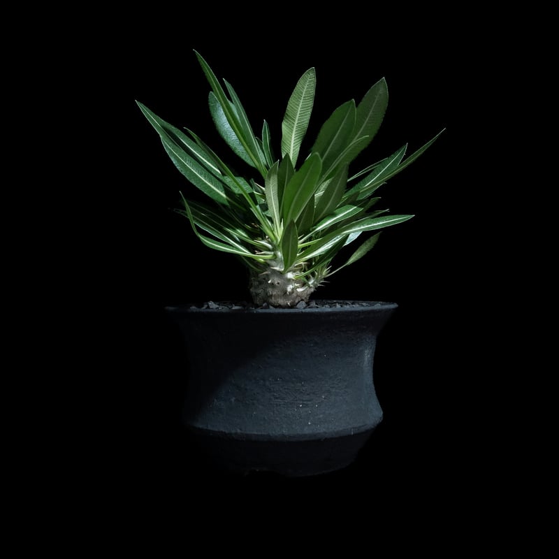 パキポディウム マカイエンセ / Pachypodium makayense #4 | Duc