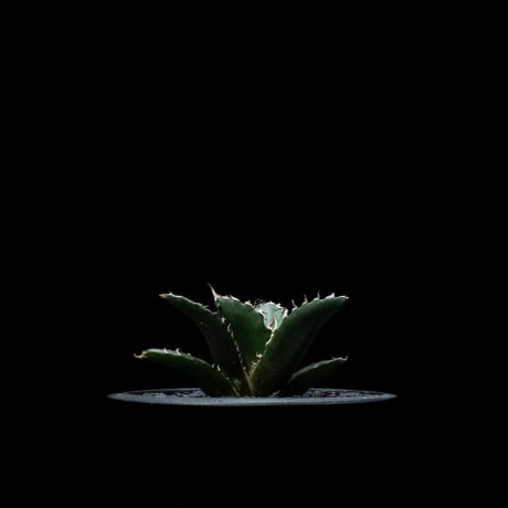 アガベ チタノタ 白鯨 / Agave titanota ‘White Whale’ #28