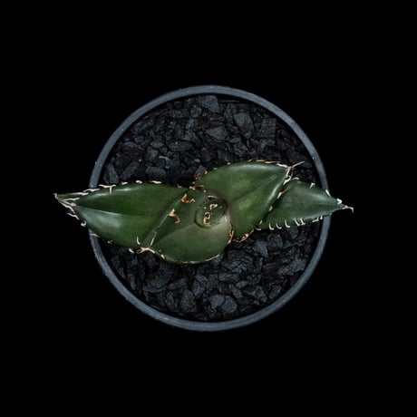 アガベ チタノタ 白鯨 / Agave titanota ‘White Whale’ #49