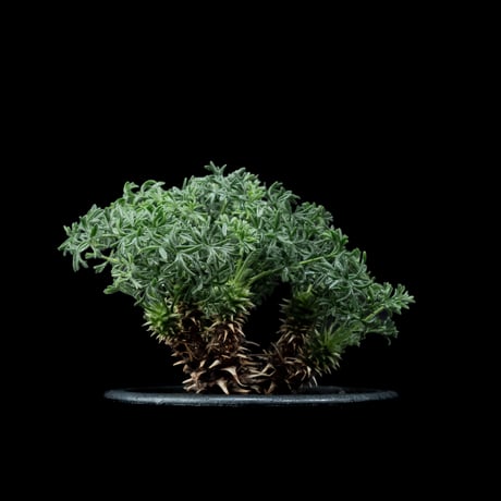 ペラルゴニウム ヒストリクス / Pelargonium hystrix #2