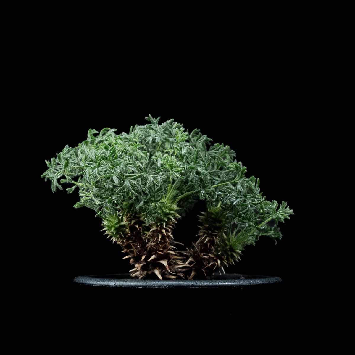 ペラルゴニウム ヒストリクス / Pelargonium hystrix #2 | Ducks