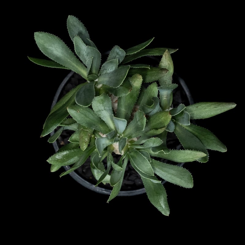 オトンナ レトロルサ / Othonna retrorsa #1 | Ducks ( plan