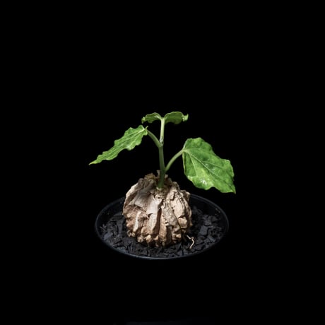 マテレア シクロフィラ / Matelea cyclophylla #3