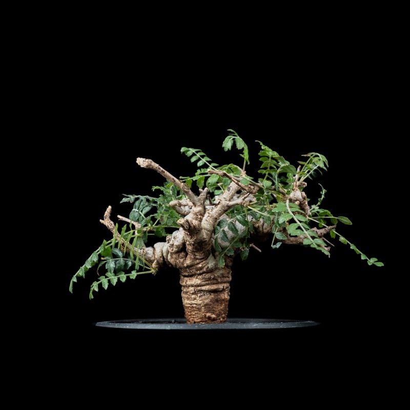 ボスウェリア　ネグレクタ　現地株　盆栽風　鉢ごと送料着払い ボスウェリア ネグレクタ 現地株 盆栽風 鉢ごと送料着払い