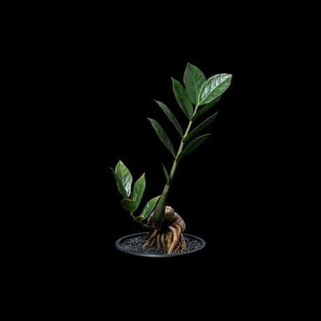 ザミオクルカス ザミフォーリア / Zamioculcas zamiifolia #1