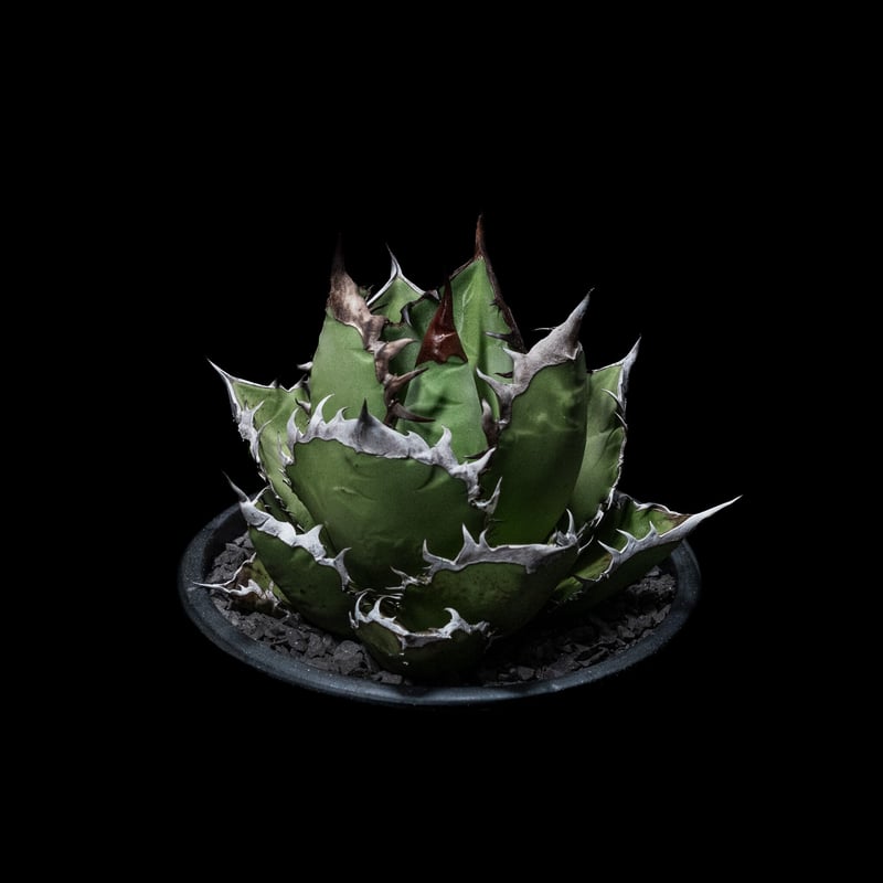 アガベ チタノタ 黒火焔 / Agave titanota 'Black Fire' #2 | アガベ チタノタ 黒火焔 / Agave titanota 'Black Fire' #2 |