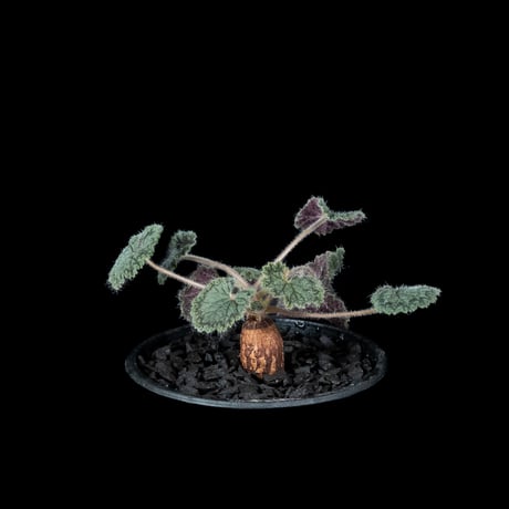 ペラルゴニウム バークリー / Pelargonium barklyi #1