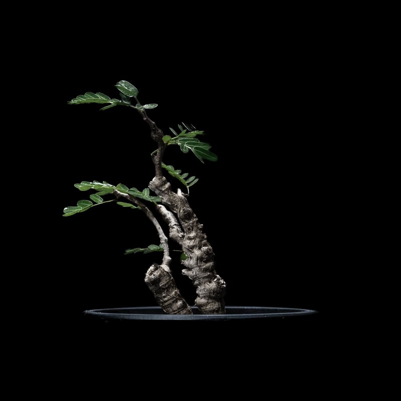 センナ メリディオナリス / Senna meridionalis #4 | Ducks (