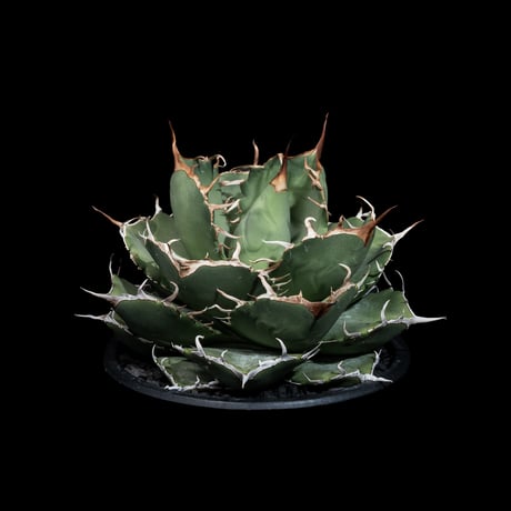アガベ チタノタ 柊月 / Agave titanota ‘Syūgetsu’ #1