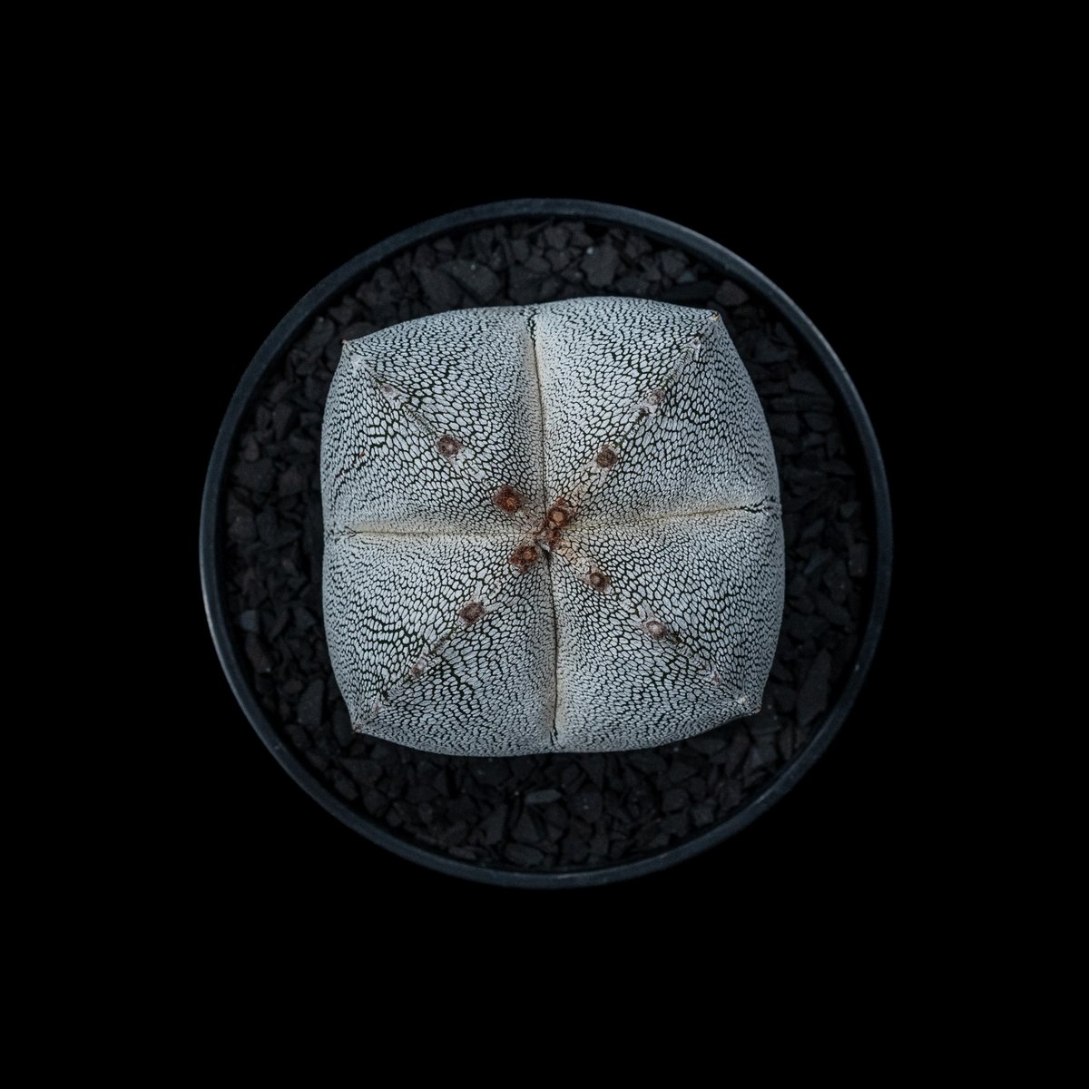 アストロフィツム 恩塚鸞鳳玉 / Astrophytum myriostigma 'Onzuk