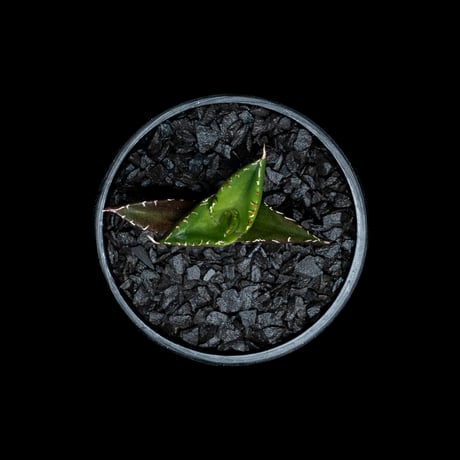 アガベ チタノタ ハデス / Agave titanota ‘Hades’ #13