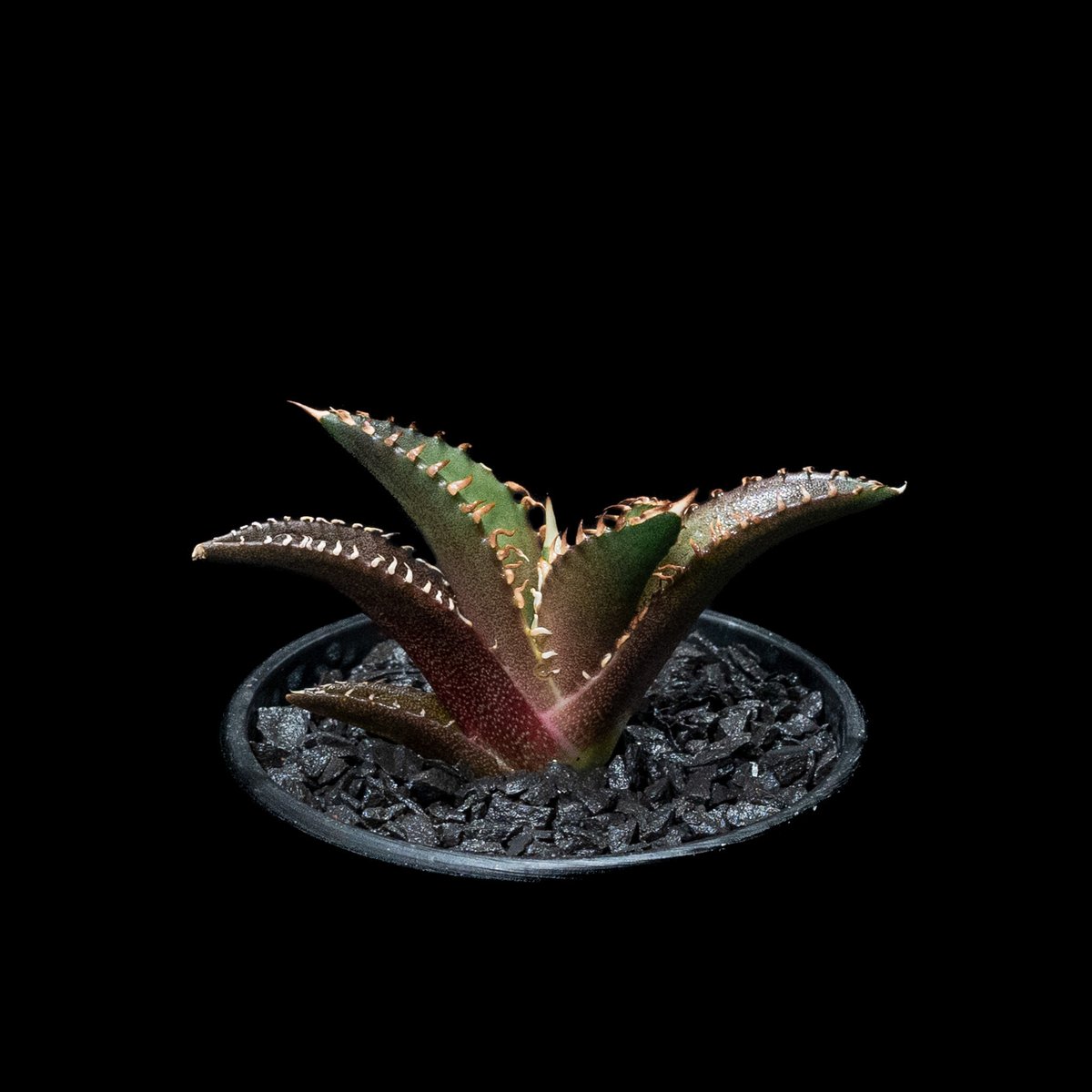 アガベ チタノタ レッド・キャットウィーズル / Agave titanota 'Red Ca