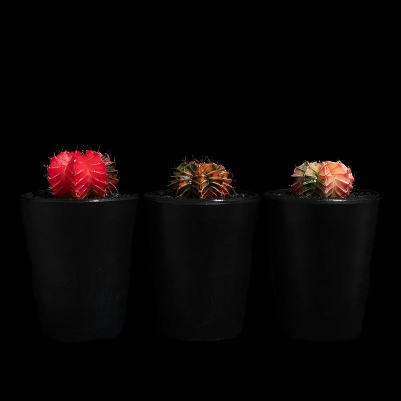 3set】ギムノカリキウム ミハノビッチ 緋牡丹錦 / Gymnocalycium miha