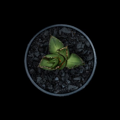 アガベ チタノタ 熊猫 / Agave titanota ‘Panda’ #2
