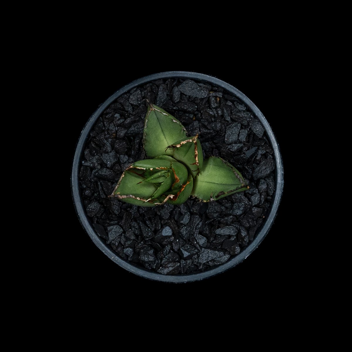 非売品級【台湾産】アガベ チタノタ パンダ　ドラゴンアガベ　熊猫 非売品級【台湾産】アガベ チタノタ パンダ ドラゴンアガベ 熊猫 精品