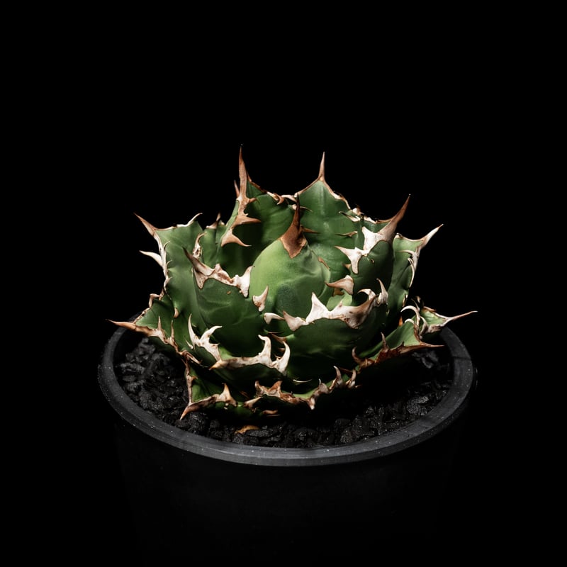 アガベ チタノタ 姫厳竜 / Agave titanota 'Dwarf' #3 | Duck アガベ チタノタ 姫厳竜 / Agave titanota 'Dwarf' #3 | Duck